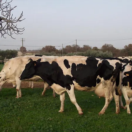 Nocleg ze śniadaniem Agli Antichi Trulli Alberobello
