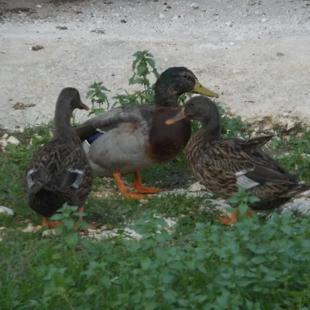 Nocleg ze śniadaniem Agli Antichi Trulli