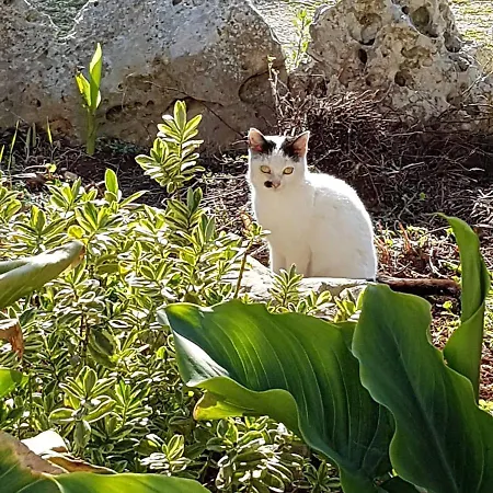 Nocleg ze śniadaniem Agli Antichi Trulli 4*