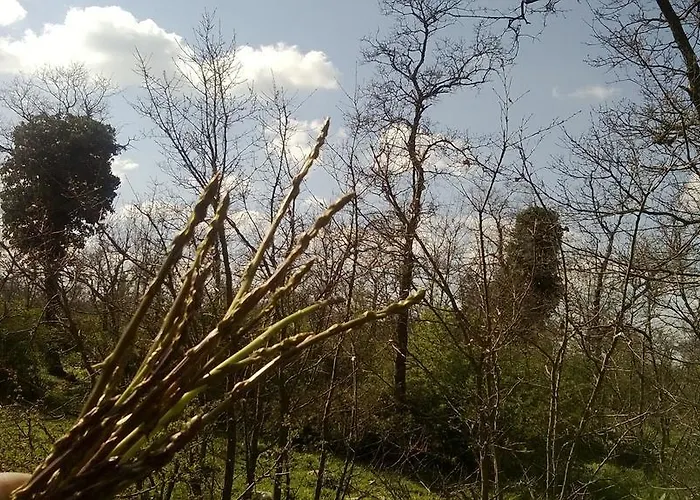 Bed & Breakfast Agli Antichi Trulli