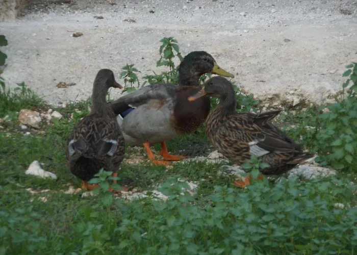 Bed & Breakfast Agli Antichi Trulli