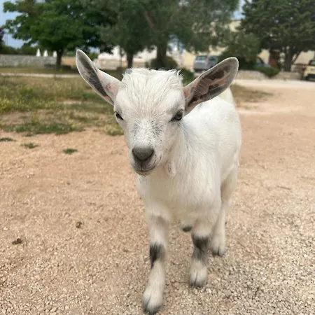Agli Antichi Trulli In Masseria Alberobello
