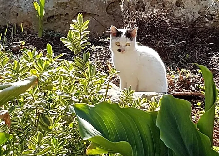 Nocleg ze śniadaniem Agli Antichi Trulli 4*